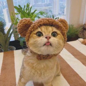 Bonnet ours brun pour chat